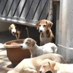 चाकण परिषदेने कुत्र्यांची नसबंदी मोहीम सुरू केली, निवारा संख्या दुप्पट. पुणे बातम्या