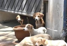 चाकण परिषदेने कुत्र्यांची नसबंदी मोहीम सुरू केली, निवारा संख्या दुप्पट. पुणे बातम्या