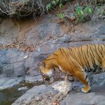 रत्नागिरीतील खाजगी जंगलात रॉयल बंगाल वाघ, छुपा कॅमेरा चालत | पुणे बातम्या
