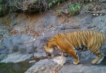 रत्नागिरीतील खाजगी जंगलात रॉयल बंगाल वाघ, छुपा कॅमेरा चालत | पुणे बातम्या