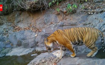 रत्नागिरीतील खाजगी जंगलात रॉयल बंगाल वाघ, छुपा कॅमेरा चालत | पुणे बातम्या